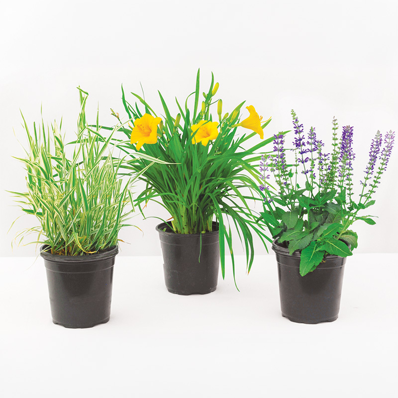 Quart Perennials